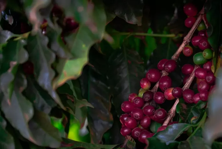 A Valorização do Dólar e Seus Efeitos nas Exportações de Café