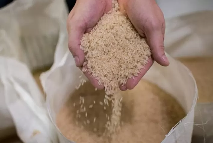 Aumento dos Estoques de Arroz na Índia: Suprimentos da Nova Safra Impulsionam Números