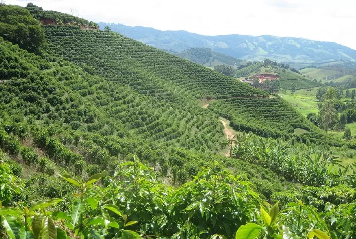 Probióticos: aliados no controle de doenças e crescimento de mudas de café