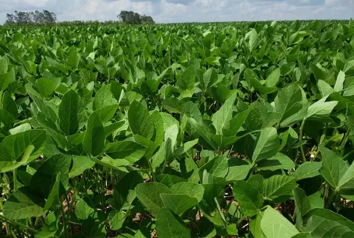 AgBiTech Consolida Liderança no Mercado de Baculovírus com Alta Pressão de Lagartas