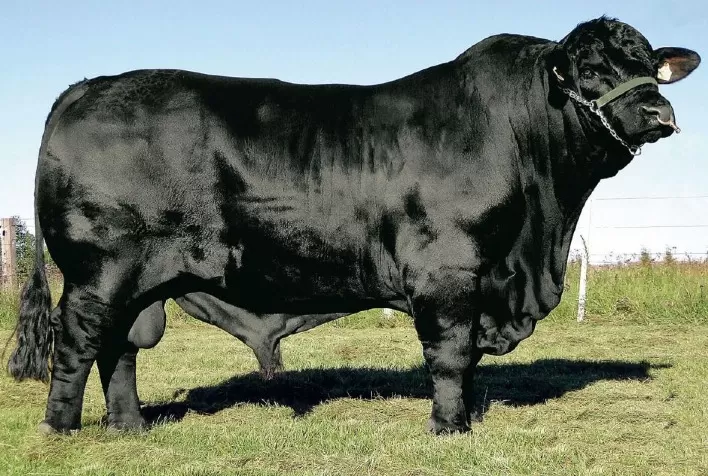 Leilão de Genética Brangus Destaca Criadores do Sul do Brasil na EXPOCHAPECÓ