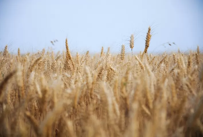 Desafios Climáticos e Geopolíticos Redefinem Perspectivas do Mercado Internacional de Trigo