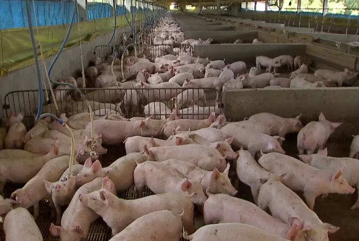 Aumento da competitividade da carne suína em relação às concorrentes