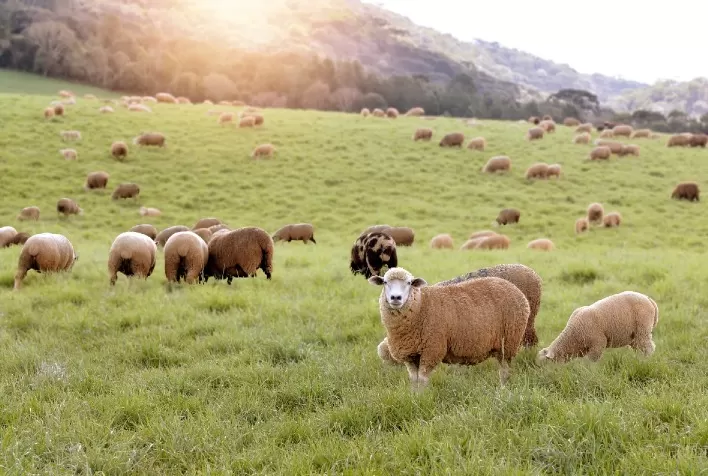 Novos horizontes para a ovinocaprinocultura em Santa Catarina