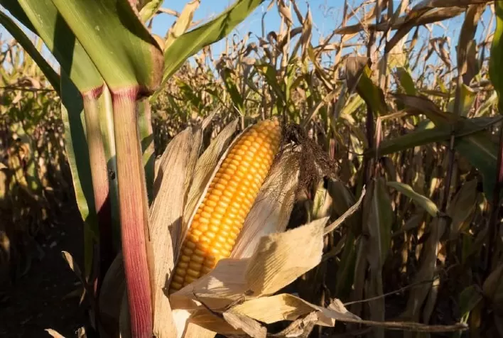 Mercado de milho no Brasil apresenta leve evolução com novo aumento nos preços
