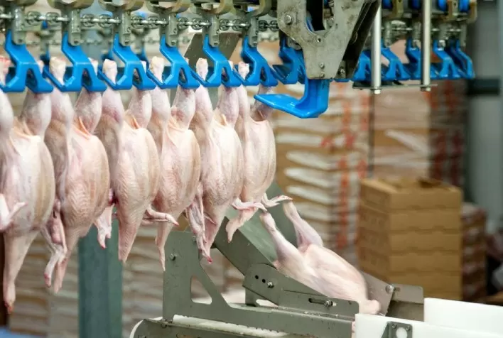 Desempenho do frango abatido na 42ª semana de 2024, terceira do mês de setembro