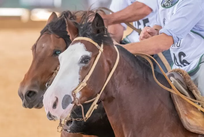 Semana do Cavalo promete agitar a arena do Cavalo Crioulo em Esteio