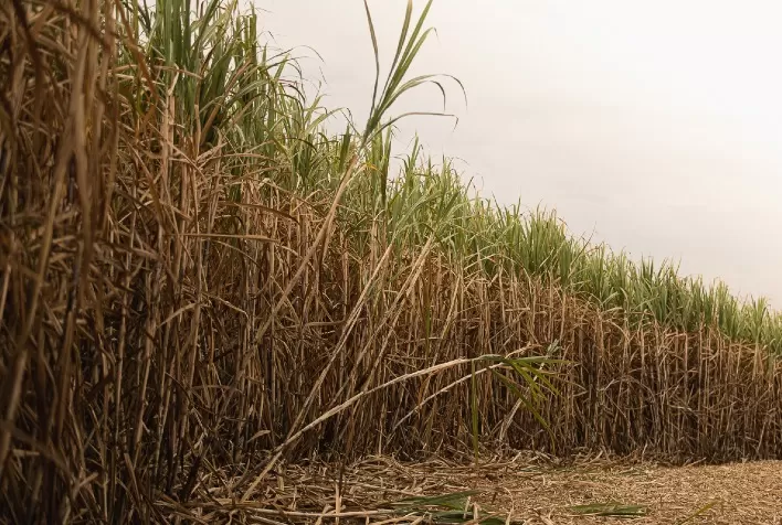 Conferência DATAGRO: Nitro destaca papel dos biocombustíveis para enfrentar desafios do setor sucroenergético