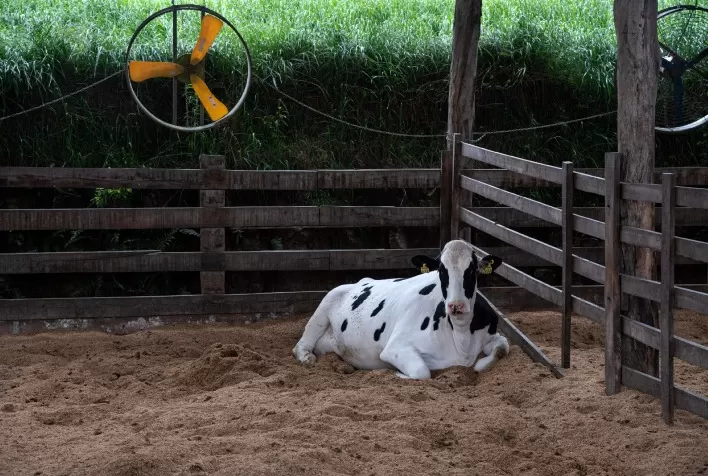 SINDILAT/RS e UPF lançam cartilha orientativa sobre bem-estar animal no verão