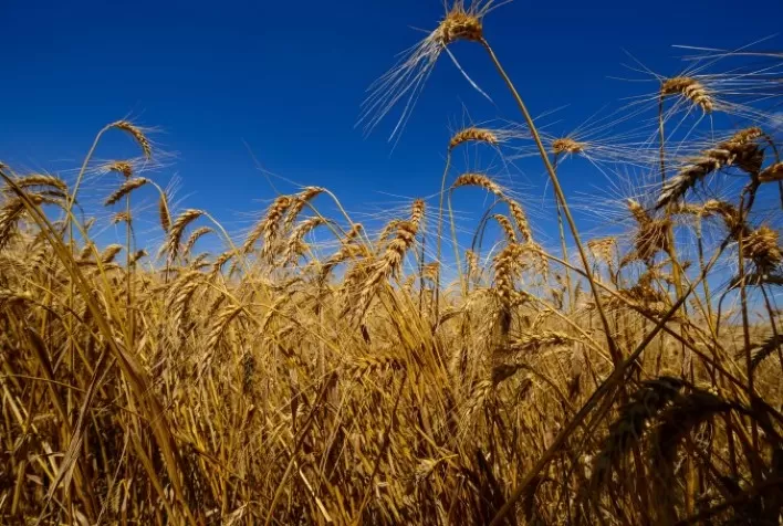 Previsão de Queda na Produção de Trigo Russo para 2024-25