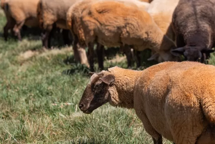 Santa Catarina aposta no fortalecimento da ovinocaprinocultura