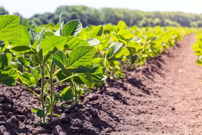 Agrodefesa anuncia início da semeadura do feijão-comum em Goiás