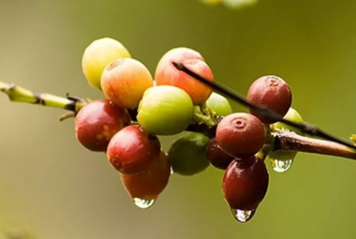 Chuvas impactam o preço do café no Brasil no início desta quinta-feira (24)