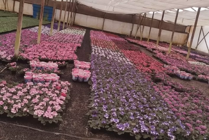 O Mercado de Flores e Plantas no Dia de Finados: Desafios e Oportunidades