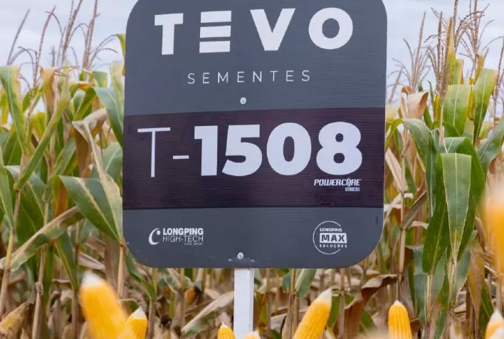 Híbrido de milho T1508 da TEVO atinge produtividade recorde no Mato Grosso do Sul