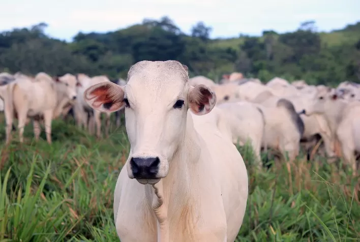 Mato Grosso Realiza Eventos Técnicos de Conscientização sobre Combate à Mosca-dos-Chifres em Bovinos