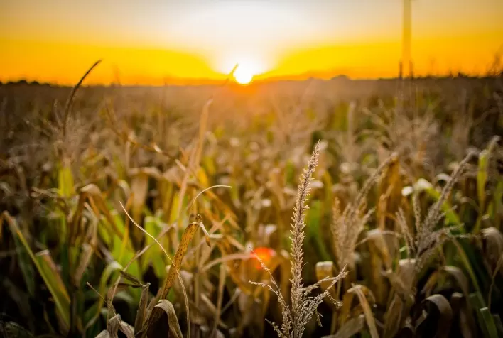 La Niña Não Deve Afetar a Produtividade do Milho no Brasil