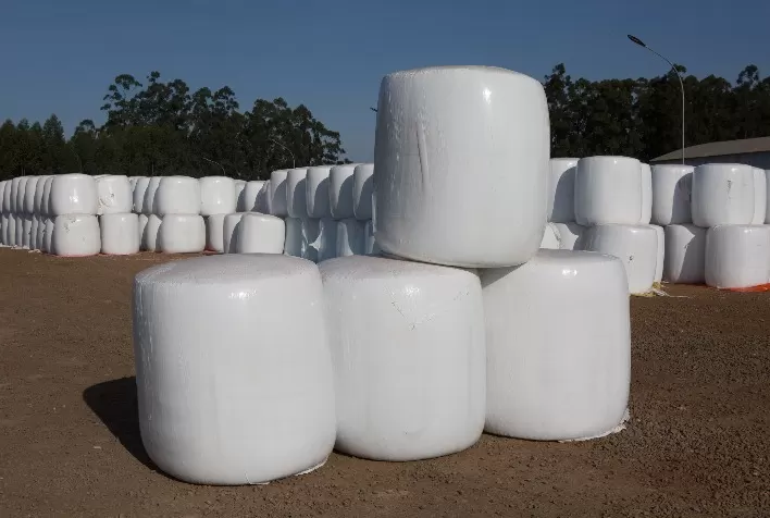 Mato Grosso: Aumento da Demanda Impulsiona Preços dos Subprodutos do Algodão