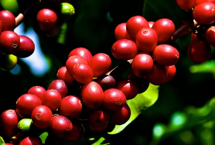Cautela no Mercado Doméstico de Café Prevista para Quarta-feira