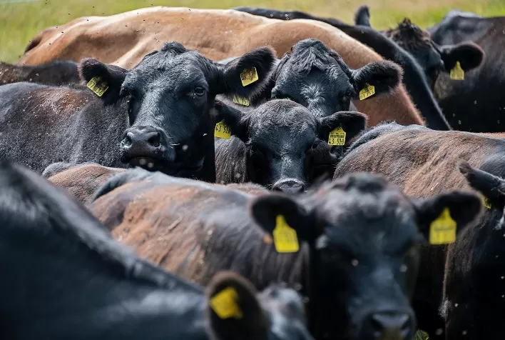 Calor e Umidade Elevam Infestações de Moscas-dos-Chifres e Causam Prejuízos à Pecuária Brasileira