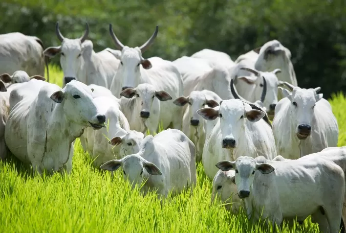 Preços da Pecuária em Alta: Indicador do Boi Gordos Registra Aumento de 15% em Outubro