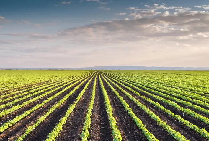 Impacto da Seca e Atraso no Plantio da Soja: Riscos de Pragas e Doenças