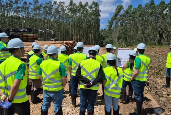 Excelência no Carregamento de Madeira: Um Processo que Vai Além da Simplicidade