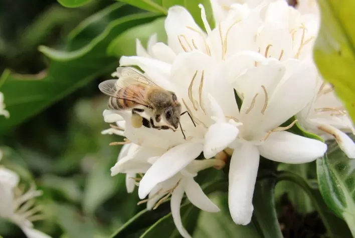Polinização com Abelhas Pode Aumentar Receita do Café Arábica em R$ 22 Bilhões Anuais