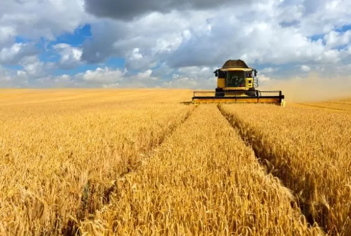 Avanço da Colheita de Cevada e Trigo no RS Traz Expectativas Mistas para Produtividade