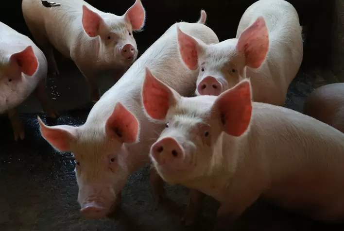 Carne Suína Fecha Outubro com Alta nos Preços Impulsionada por Demanda e Exportações