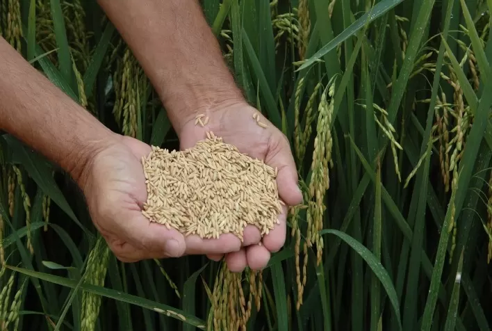 Preços do Arroz Sobem Levemente em Outubro com Influência do Dólar