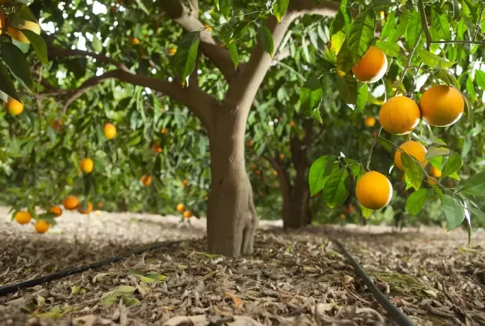 A Importância da Irrigação Adequada para Proteger Renda e Competitividade dos Pomares