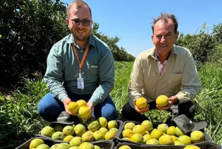 Circuito de Palestras e Treinamentos Fomenta Cultivo Sustentável da Noz-Pecã no Brasil e Uruguai