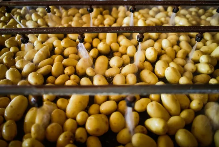 Queda dos Preços da Batata se Mantém por Terceira Semana Consecutiva