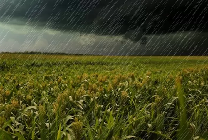 Chuva favorece plantio de milho no Paraná, que atinge 98% da área cultivada