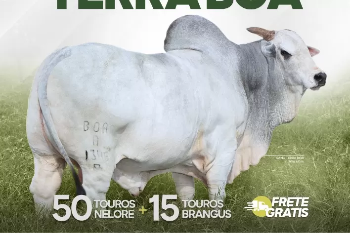 Fazenda Terra Boa Realiza Leilão de Touros Nelore e Brangus com 65 Animais à Venda