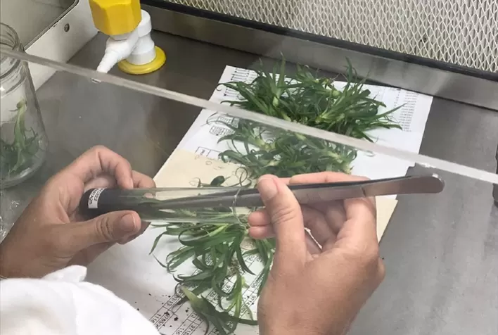 Avanços na Produção de Mudas de Abacaxi Através do Uso de Microrganismos Benéficos