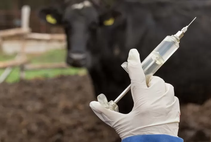 Gestão Sanitária do Gado: A Importância de uma Farmácia Rural Eficiente