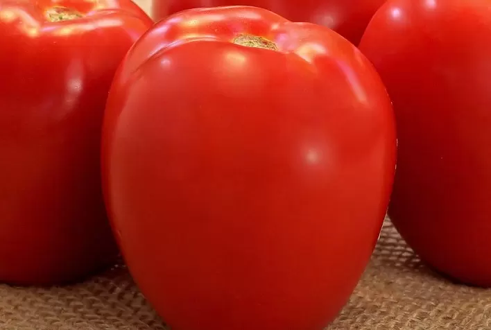 Produtores Apostam em Tomate Ferrari F1 para Elevada Produtividade e Resistência no Campo
