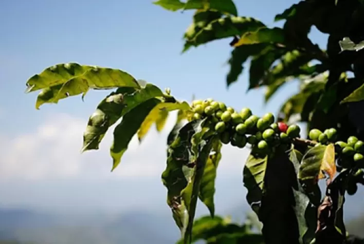 Clima no Brasil pressiona cotação do café arábica, que inicia quarta-feira em baixa em Nova York