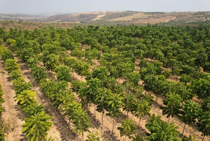 Mercado Madeireiro no Brasil Espera Crescimento Sustentável até 2050