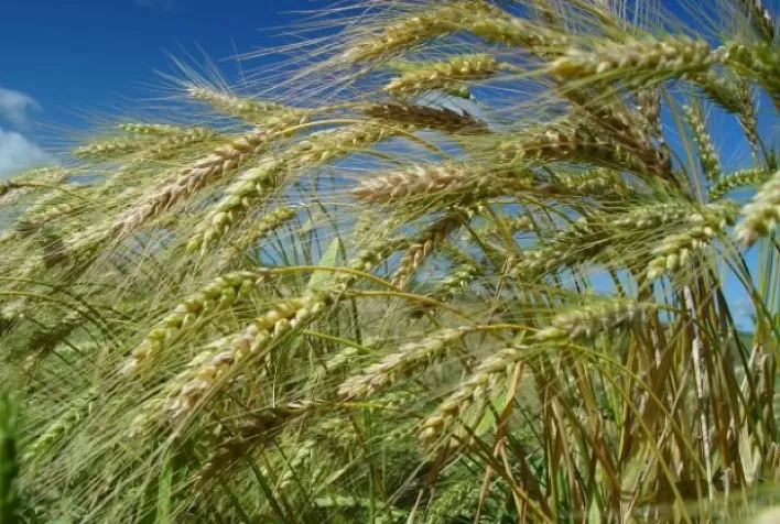 Mercado de Trigo no Brasil Mostra Negócios Pontuais em Meio a Incertezas Climáticas e Políticas
