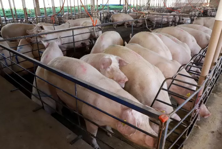 Indústrias Suinícolas do Paraná Geram Mais de 4 Mil Empregos em 2023