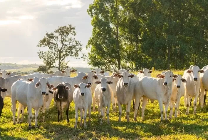 MyEasyFarm e MyCarbon Firmam Parceria para Monitorar Créditos de Carbono na Agricultura
