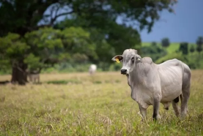 Preço do boi gordo avança 5,19% no mês e atinge R$ 335,15 por arroba