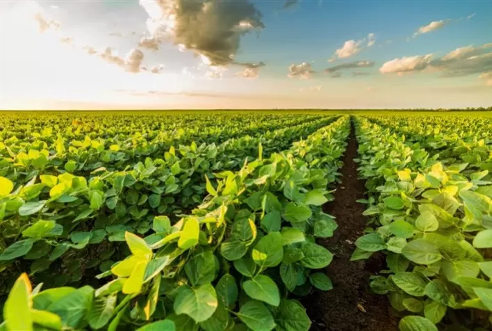 Pragas Podem Comprometer até 100% da Produção de Soja: Manejo Integrado é Essencial