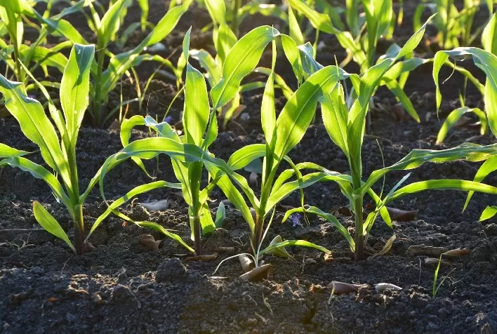 Adubação Verde Impulsiona Produtividade do Milho em Sistemas Agroecológicos