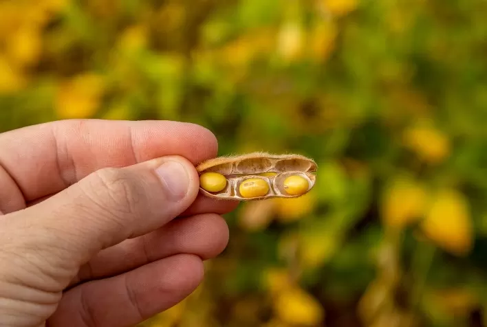 Estudo Identifica Mudanças Necessárias no Uso da Terra para o Cultivo de Soja no Matopiba