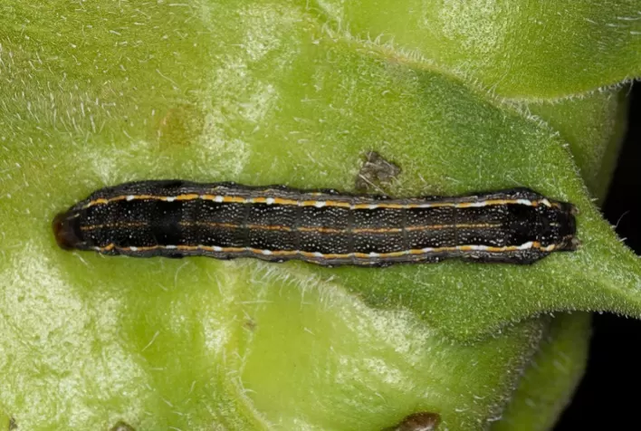 Monitoramento Digital Preverá Aumento da Infestação de Spodoptera e Bicudo do Algodão