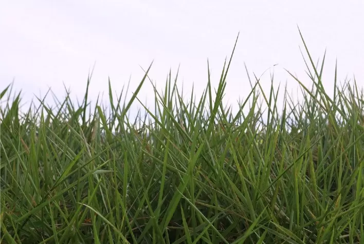 Brachiaria Humidicola: Alternativa Versátil para Formação de Pastos em Solos Encharcados e Áreas com Risco de Erosão